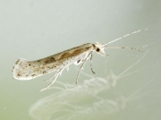 0464 Diamond-back Moth (Plutella xylostella)