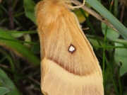 1637 Oak Eggar (Lasiocampa quercus) - female
