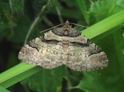 1735 Ruddy Carpet (Catarhoe rubidata)