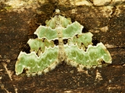 1776 Green Carpet (Colostygia pectinataria)