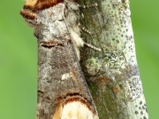 1994 Buff-tip (Phalera bucephala)