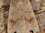 2189 Twin-spotted Quaker (Orthosia munda)