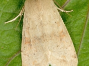 2189 Twin-spotted Quaker (Orthosia munda)