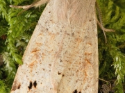 2189 Twin-spotted Quaker (Orthosia munda)