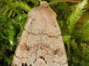 2189 Twin-spotted Quaker (Orthosia munda)