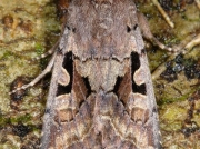 2190 Hebrew Character (Orthosia gothica)