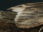 2214 Chamomile Shark (Cucullia chamomillae)