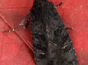 2232 Black Rustic (Aporophyla nigra)