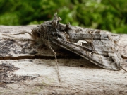 2441 Silver Y (Autographa gamma)