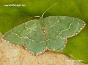 Common Emerald (Hemithea aestivaria) © 2014 Steve Ogden