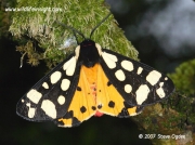 Cream-spot Tiger moth (Arctia villica) 2007 Steve Ogden
