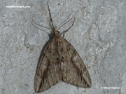 1771 Cypress Carpet (Thera cupressata)