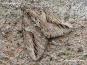 1771 Cypress Carpet Thera cupressata photo Andrew Jones