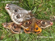 Emperor moths coupling (Saturnia pavonia) © 2010 Steve Ogden