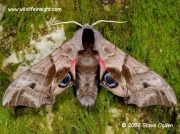 1980 Eyed Hawkmoth, Smerinthus ocellata © 2007 Steve Ogden