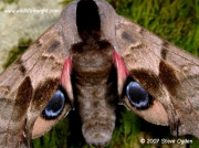 Eyed Hawkmoth Smerinthus ocellata © 2007 Steve Ogden