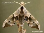 1980 Eyed Hawkmoth Smerinthus ocellata © 2015 Steve Ogden
