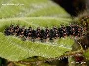 Half grown Emperor Moth caterpillar