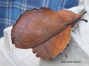 1642 Lappet Moth (Gastropacha quercifolia) photo June Clouston