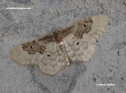 1699 Least Carpet  Idaea rusticata attracted to actinic light