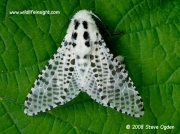 0161 Leopard Moth (Zeuzera pyrina) © 2006 Steve Ogden