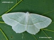 1961 Light Emerald (Campaea margaritata)  © 2009 Steve Ogden