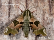 1979 Lime Hawk-moth male (Mimas tiliae) © 2006 Steve Ogden