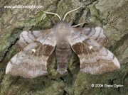 1981 Poplar Hawk-moth (Laothoe populi) © 2006 Steve Ogden