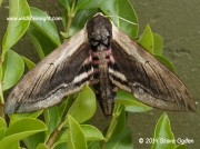 Privet Hawkmoth (Sphinx ligustri) © 2014 Steve Ogden