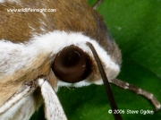 Striped Hawkmoth Hyles livornica eye © 2006 Steve Ogden