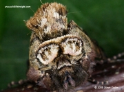 2450 Head on view of Spectacle Moth (Abrostola tripartita) © 2008 Steve Ogden