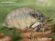 2026 Female Vapourer moth (Orgyia antiqua) © 2014 Steve Ogden