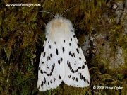 2060 White Ermine moth Spilosoma lubricipeda © 2008 Steve Ogden