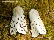 2060 White Ermine moths Spilosoma lubricipeda © 2008 Steve Ogden