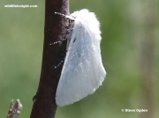 2031 White Satin Moth (Leucoma salicis)