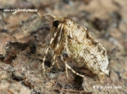 1799 Winter moth female Operophtera brumata