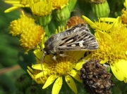 2176 Antler Moth (Cerapteryx graminis)