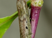 1428 Bee Moth (Aphomia sociella) - female