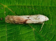 1428 Bee Moth (Aphomia sociella) - male