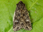 2154 Cabbage Moth (Mamestra brassicae)