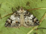 1764 Common Marbled Carpet (Chloroclysta truncata)