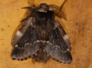 1631 December Moth (Poecilocampa populi) male