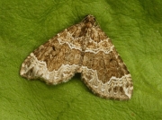 1751 Devon Carpet (Lamproteryx otregiata)
