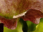 0464 Diamond-back Moth (Plutella xylostella) on salad leaves