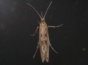 0464 Diamond-back Moth (Plutella xylostella) dark form