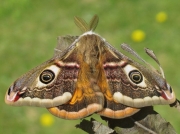 1643 Emperor Moth (Saturnia pavonia) - male
