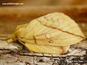 1640 The female Drinker moth (Euthrix potatoria)