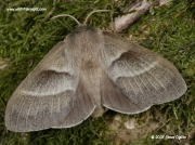 1638 Female Fox moth (Macrothylacia rubi) © 2007 Steve Ogden