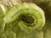 2441 Siver Y (Autographa gamma) dorsal view of final instar caterpillar