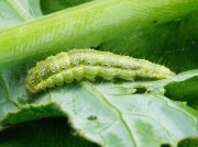 1356 Garden Pebble (Evergestis forficalis) final instar caterpillar